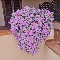 Residence Al Barcoco - Elba